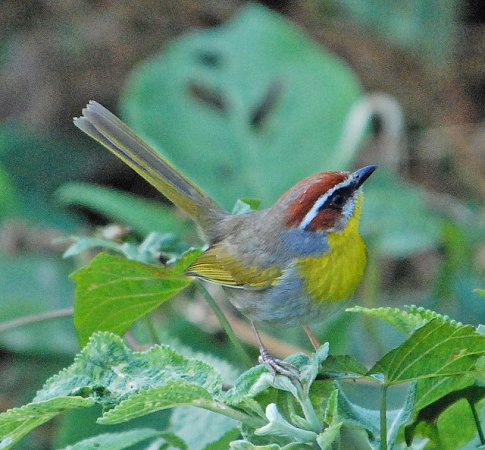 Photo (16): Rufous-capped Warbler