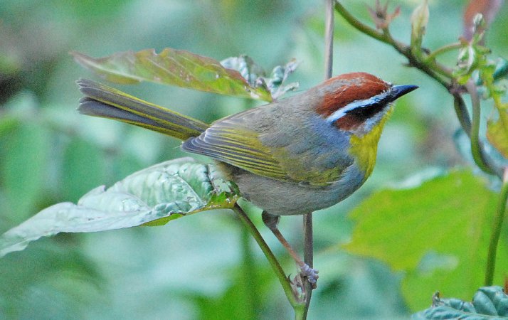Photo (20): Rufous-capped Warbler