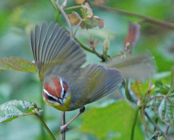 Photo (15): Rufous-capped Warbler