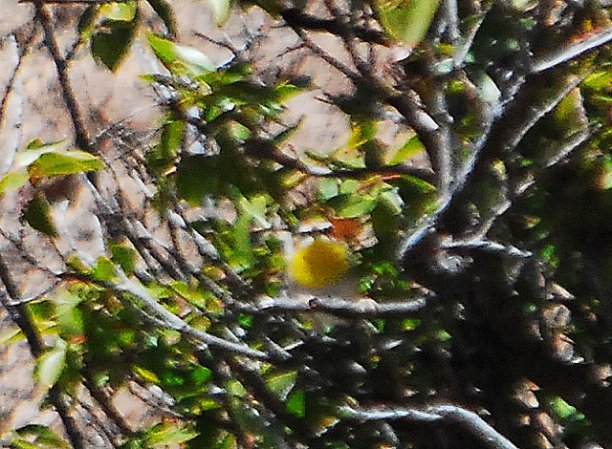 Photo (11): Rufous-capped Warbler