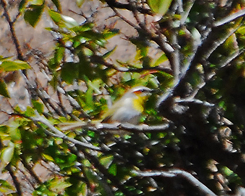 Photo (14): Rufous-capped Warbler