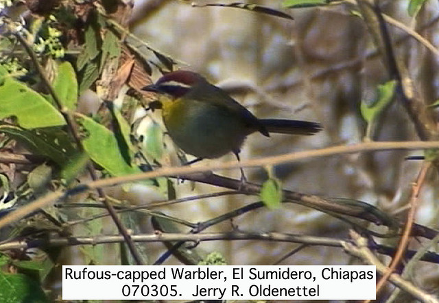 Photo (17): Rufous-capped Warbler