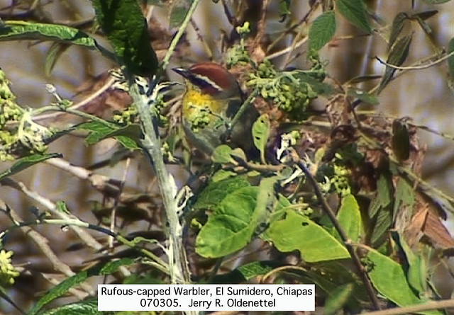 Photo (13): Rufous-capped Warbler
