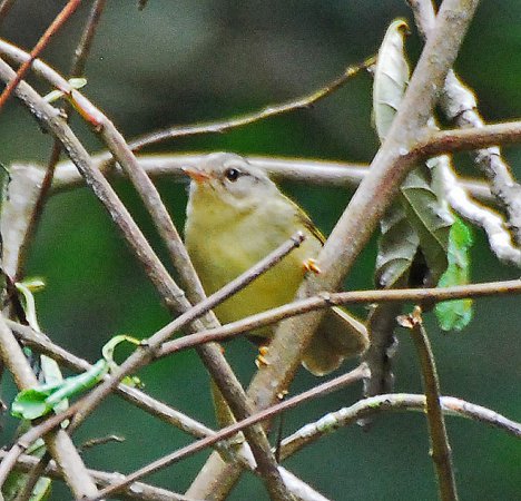 Photo (4): Three-striped Warbler