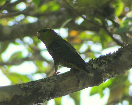 Photo (1): Barred Parakeet