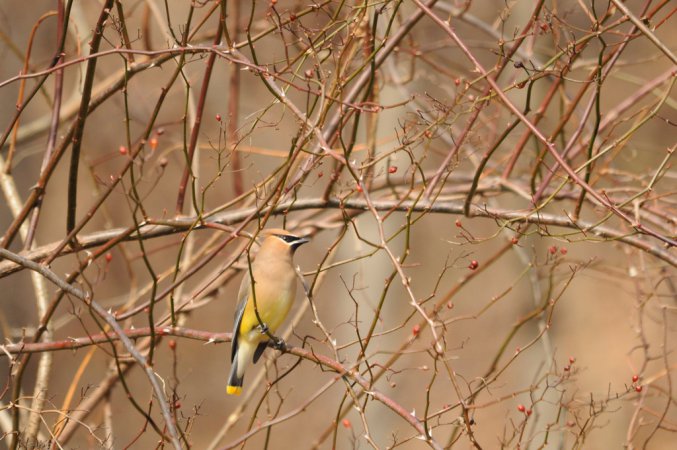 Photo (4): Cedar Waxwing