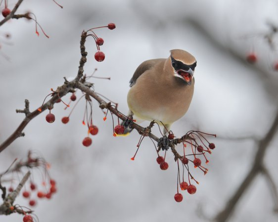 Photo (3): Cedar Waxwing