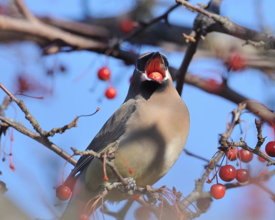 Photo (14): Cedar Waxwing