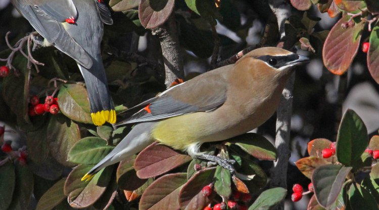 Photo (5): Cedar Waxwing