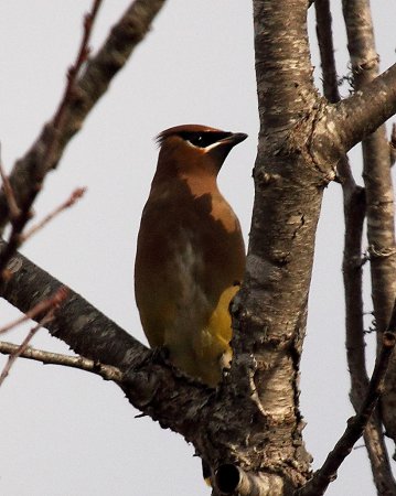 Photo (12): Cedar Waxwing