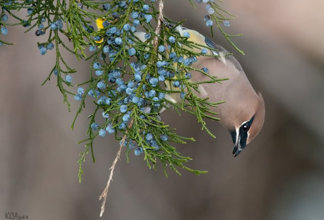 Photo (19): Cedar Waxwing