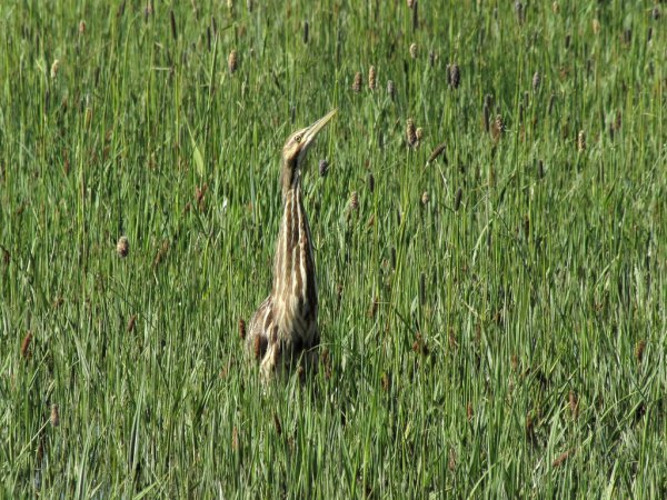 Photo (22): American Bittern