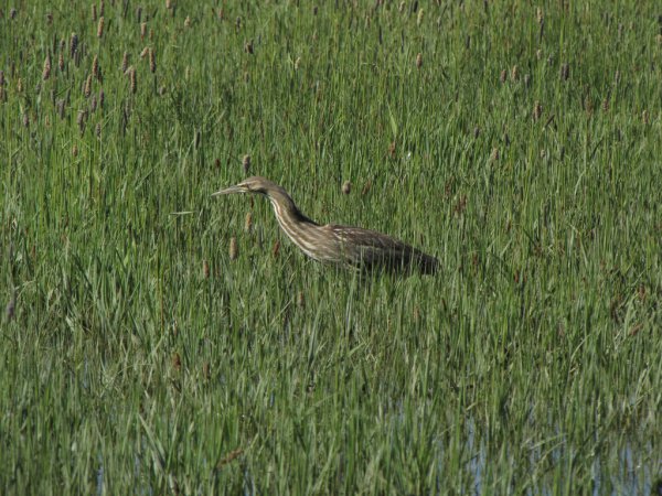 Photo (23): American Bittern
