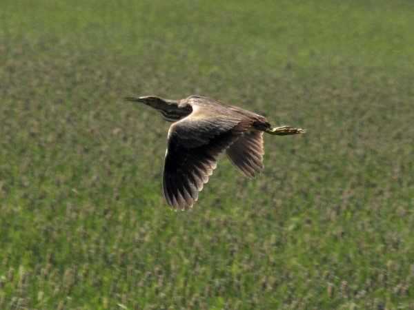 Photo (28): American Bittern