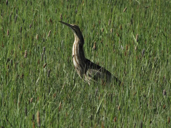 Photo (24): American Bittern