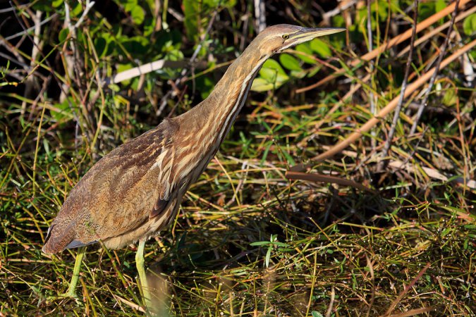 Photo (20): American Bittern