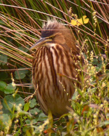 Photo (29): American Bittern