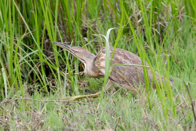 Photo (25): American Bittern