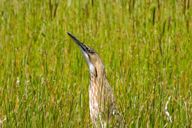Photo (27): American Bittern