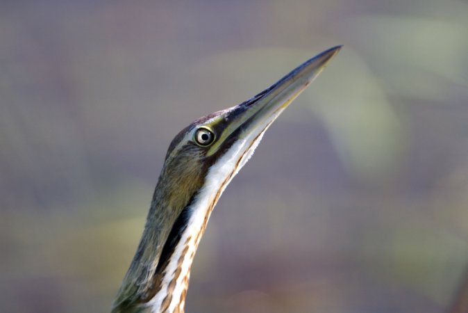 Photo (26): American Bittern