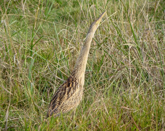 Photo (3): Pinnated Bittern
