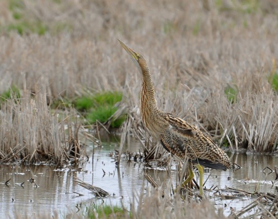 Photo (1): Pinnated Bittern
