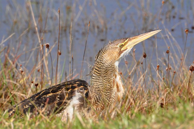 Photo (7): Pinnated Bittern