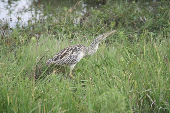 Photo (2): Pinnated Bittern