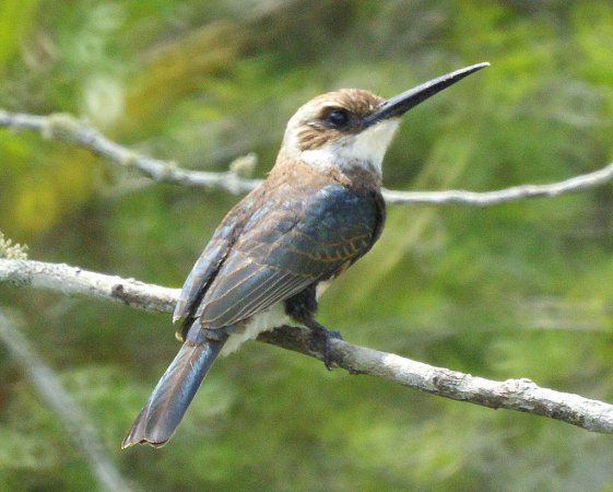 Photo (1): Pale-headed Jacamar