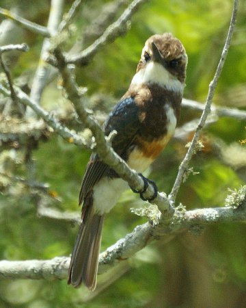 Photo (2): Pale-headed Jacamar