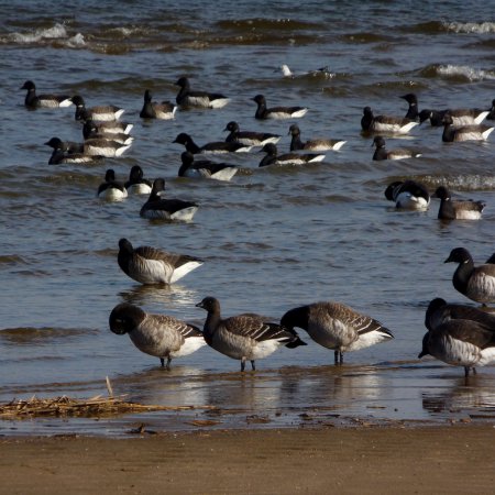 Photo (13): Brant