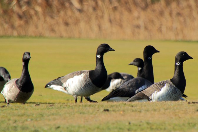 Photo (6): Brant