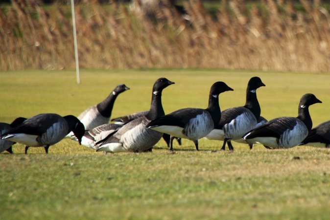 Photo (18): Brant