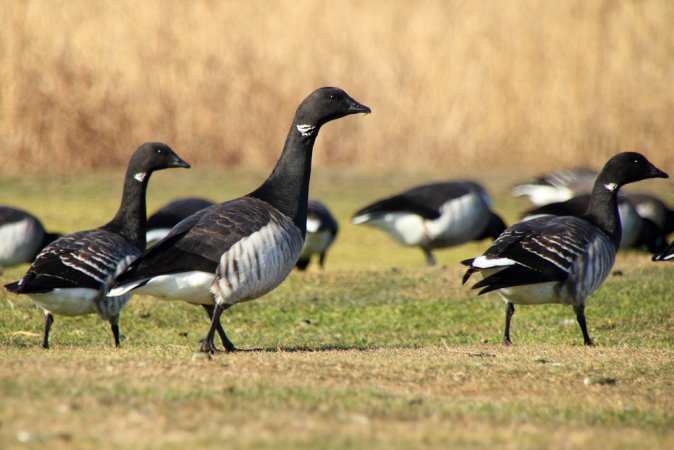Photo (12): Brant