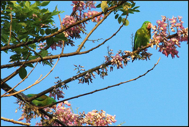 Photo (6): Orange-chinned Parakeet