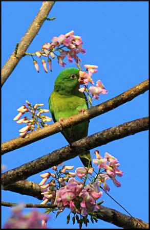 Photo (7): Orange-chinned Parakeet