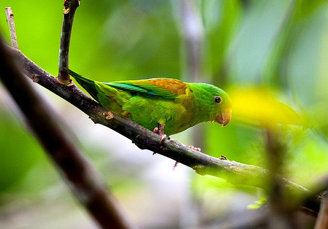 Photo (1): Orange-chinned Parakeet