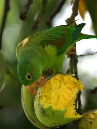 Photo (3): Orange-chinned Parakeet