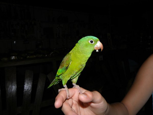 Photo (10): Orange-chinned Parakeet