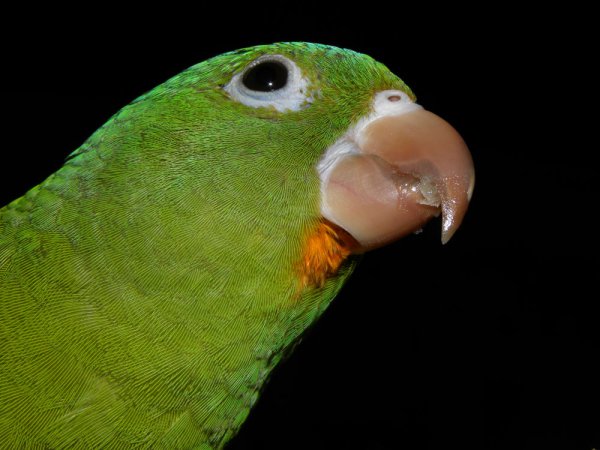 Photo (2): Orange-chinned Parakeet