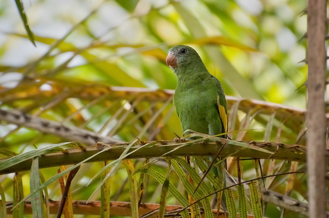 Photo (1): Canary-winged Parakeet