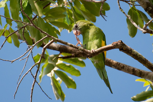 Photo (2): Canary-winged Parakeet