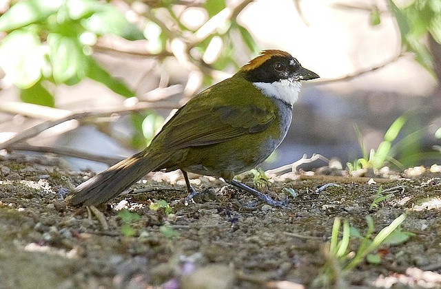 Photo (2): Chestnut-capped Brush-Finch
