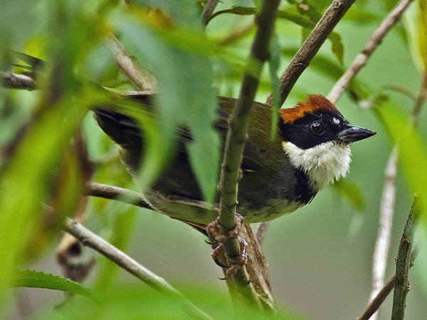 Photo (1): Chestnut-capped Brush-Finch