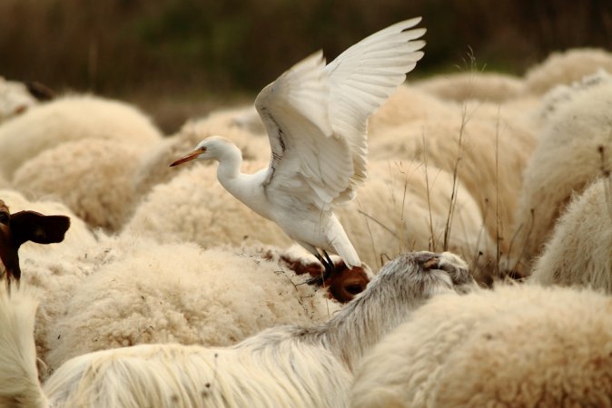 Photo (6): Cattle Egret