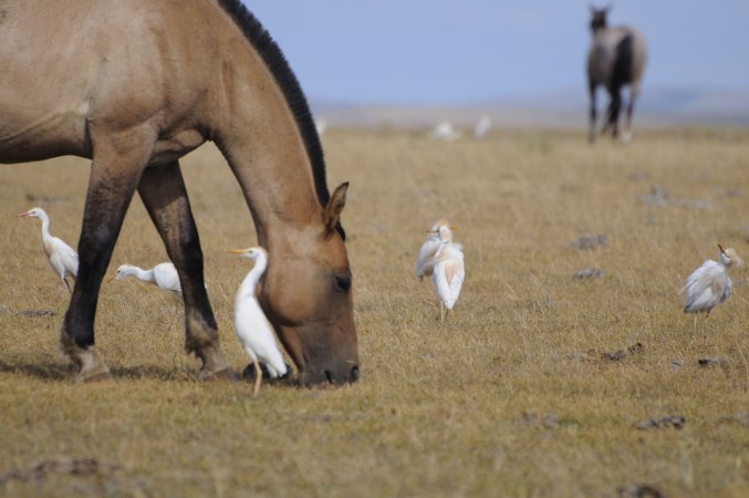 Photo (16): Cattle Egret