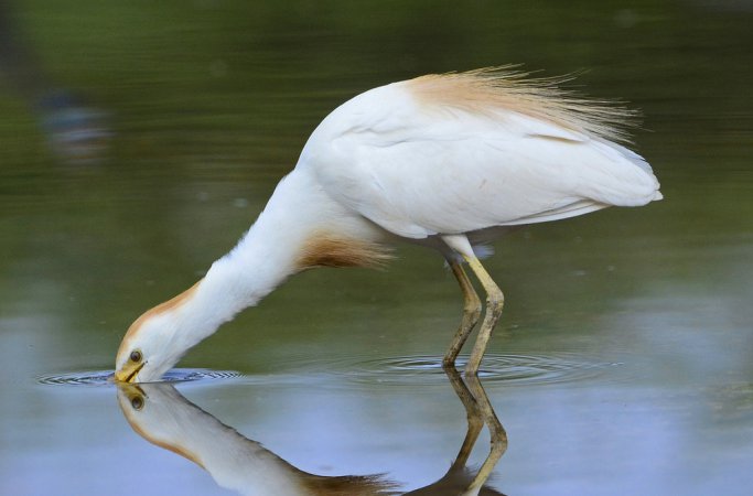 Photo (4): Cattle Egret