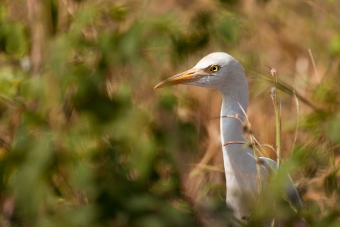 Photo (17): Cattle Egret