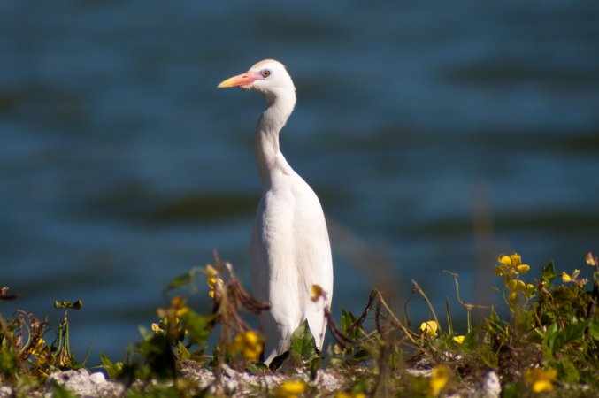 Photo (22): Cattle Egret
