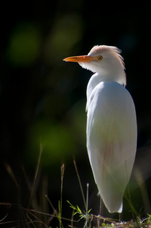 Photo (10): Cattle Egret